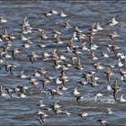 Die Rückkehr der Alpenstrandläufer  (Calidris alpina) (2) . . .