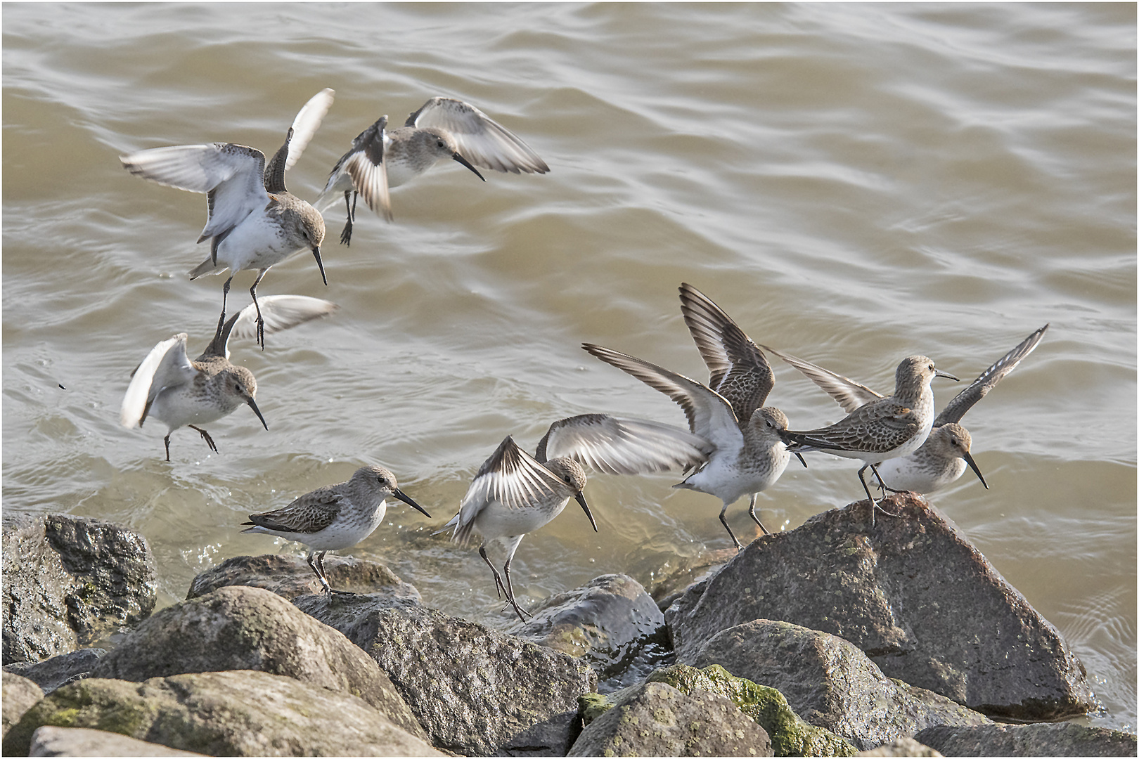 Die Rückkehr der Alpenstrandläufer (Calidris alpina) (3) . . .