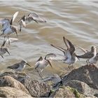 Die Rückkehr der Alpenstrandläufer (Calidris alpina) (3) . . .