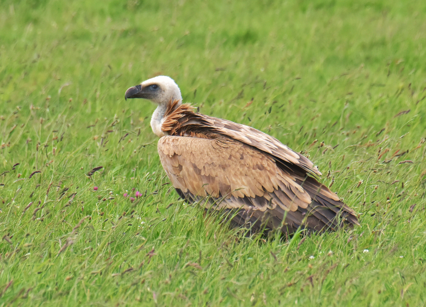 Die Rückkehr der Gänsegeier