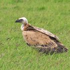 Die Rückkehr der Gänsegeier