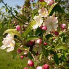 die rückkehr der natur im frühling