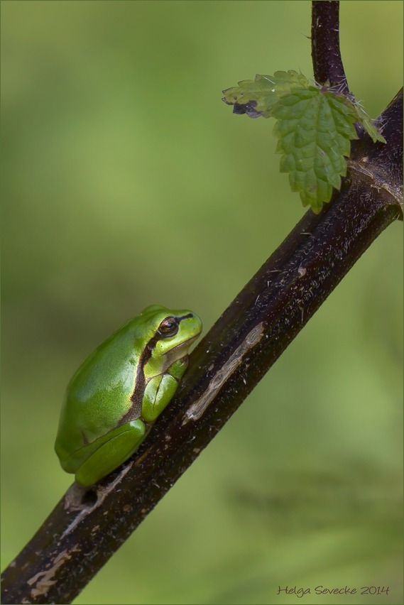 Die Rückkehr des Froschkönigs