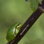 Die Rückkehr des Froschkönigs