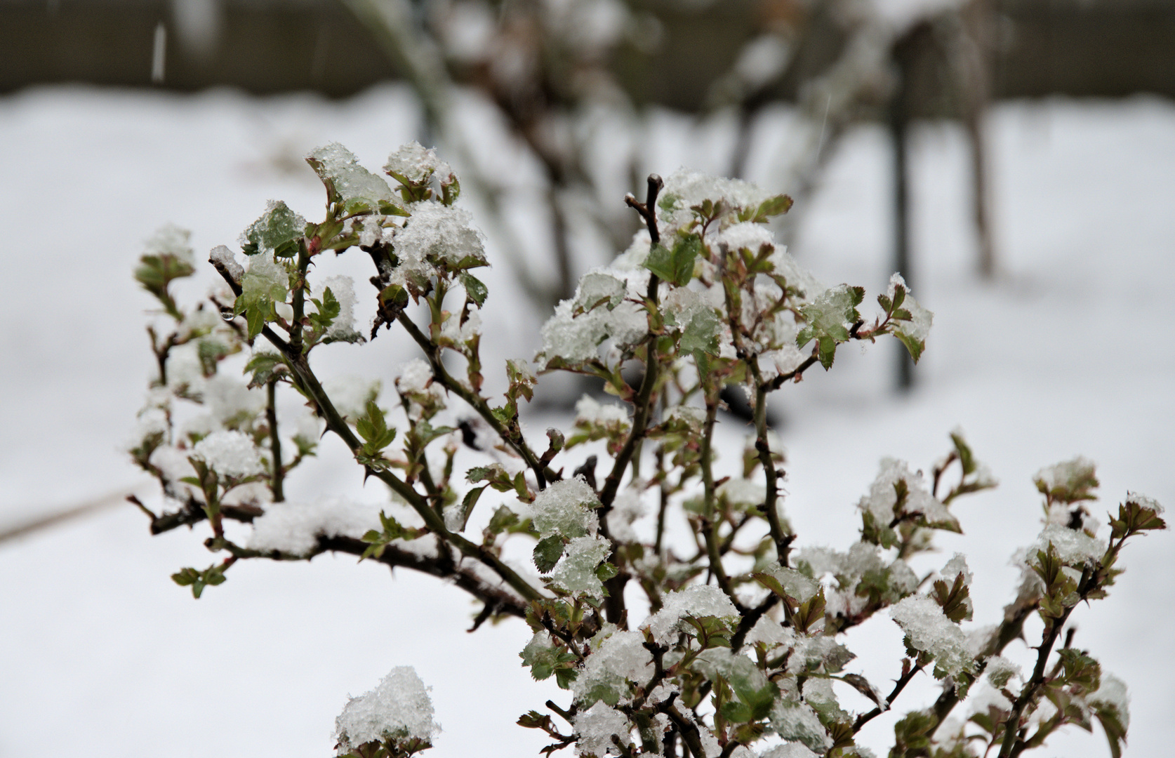 die Rückkehr des Winters