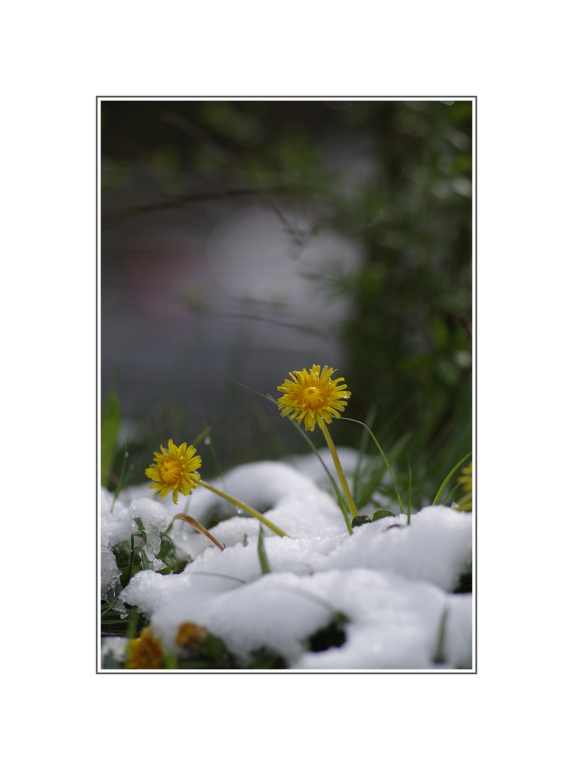 Die Rückkehr des Winters