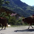 Die Rückkehr zum Stall