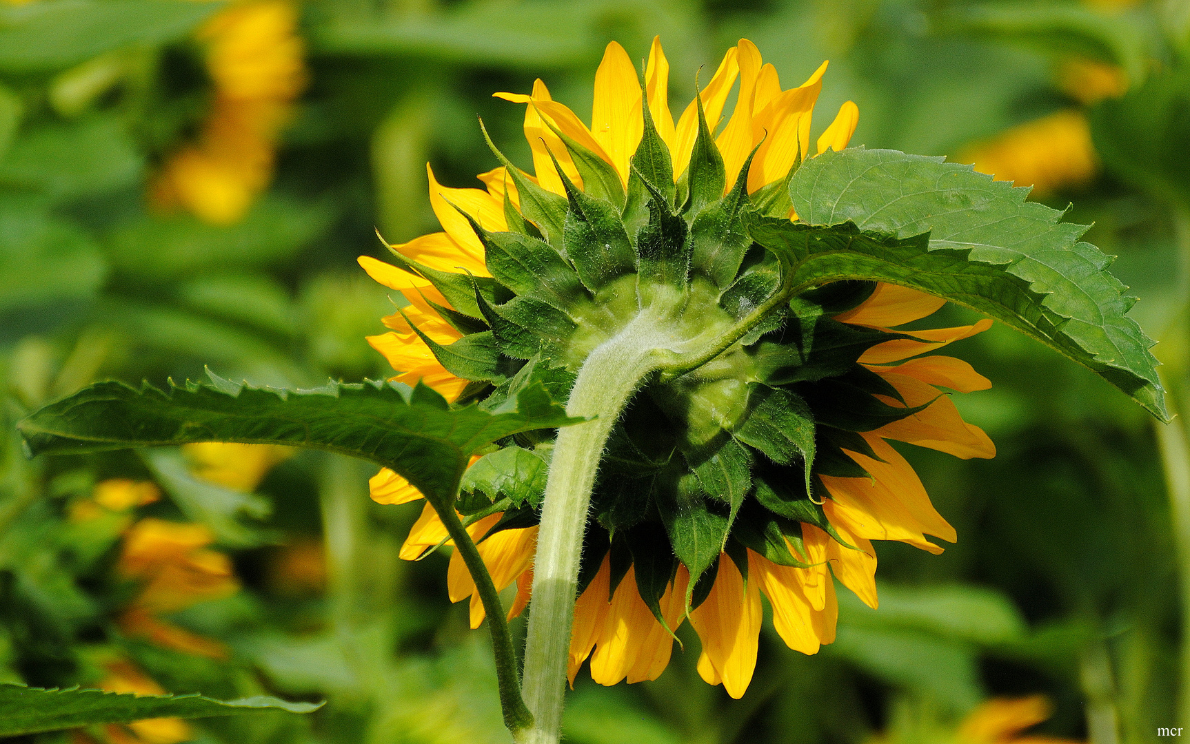 Die Rückseite der Sonne.(nblume)