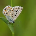 Die Rückseite des Himmelblauer-Bläulings