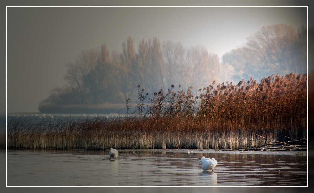 Die Ruhe am Bodensee ....