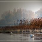 Die Ruhe am Bodensee ....