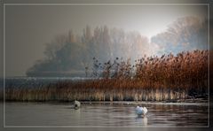 Die Ruhe am Bodensee ....