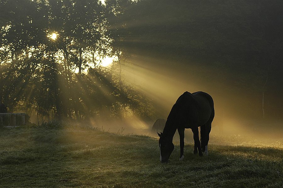 Die Ruhe am Morgen....