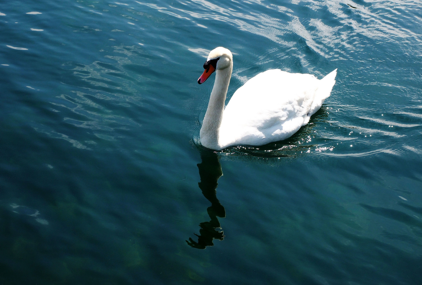 Die Ruhe auf dem See genießen