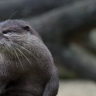 Die Ruhe des Berliner Otters