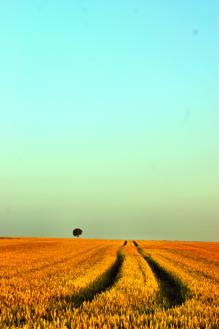 Die Ruhe im Feld