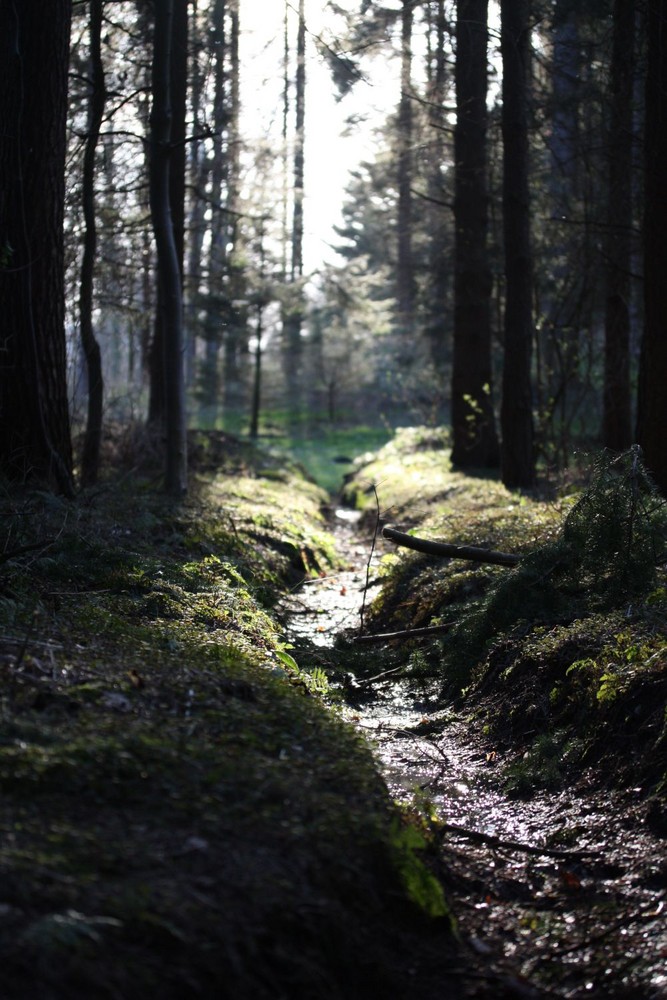 Die ruhe im Wald