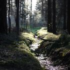Die ruhe im Wald