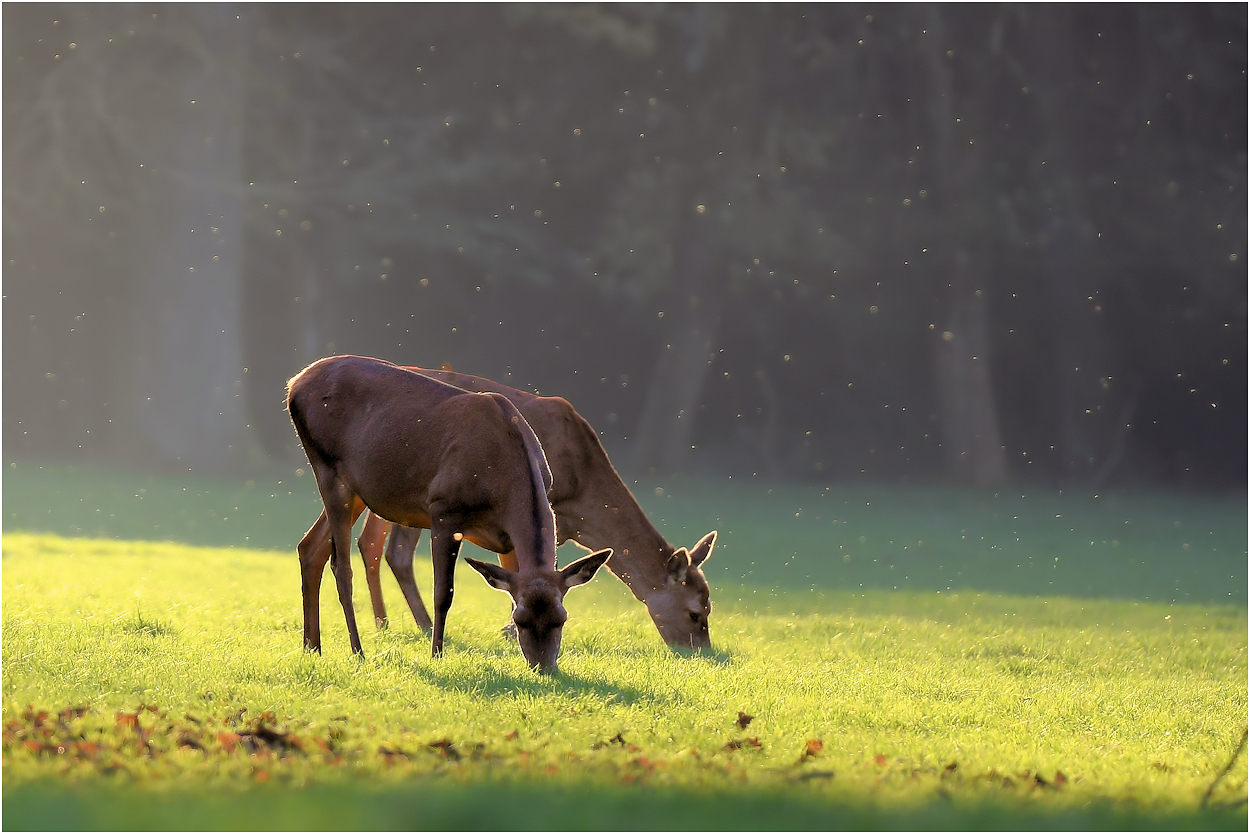 Die Ruhe im Wald