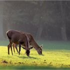 Die Ruhe im Wald