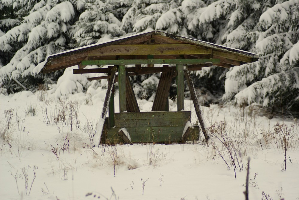 Die Ruhe im Wald