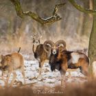 Die Ruhe im Winterwald genießen...