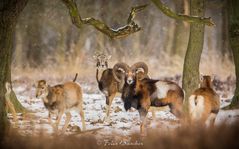 Die Ruhe im Winterwald genießen...