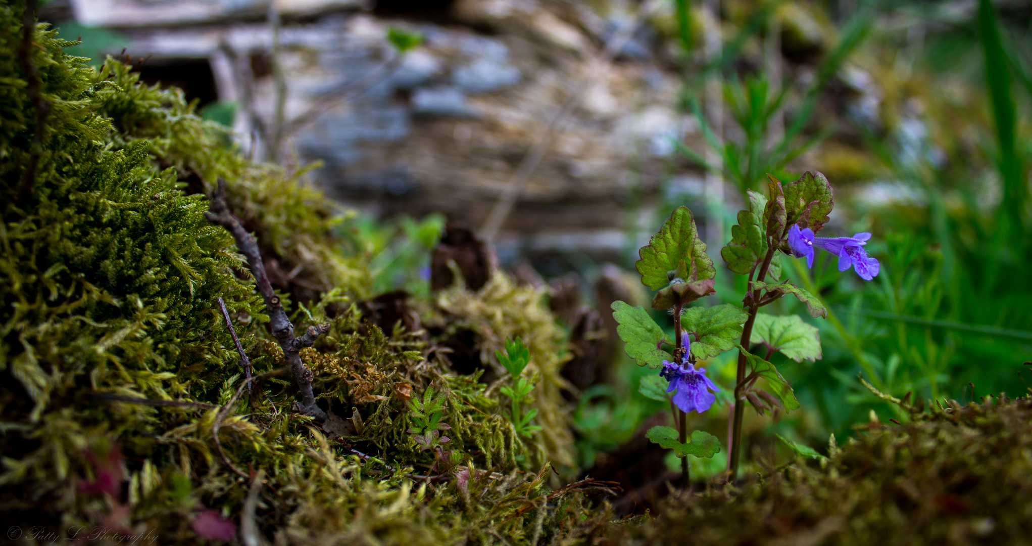 Die Ruhe in der Natur