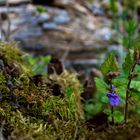 Die Ruhe in der Natur