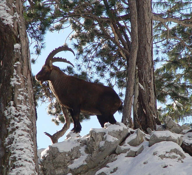 Die Ruhe in Person (urspr.: "Gams oder Steinbock?")