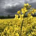 Die Ruhe vor dem Sturm