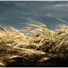 die ruhe vor dem sturm