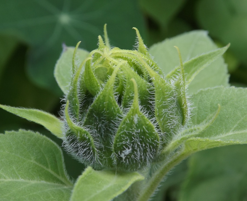 Die Ruhe vor der Blüte