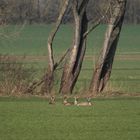 Die Ruhe weg