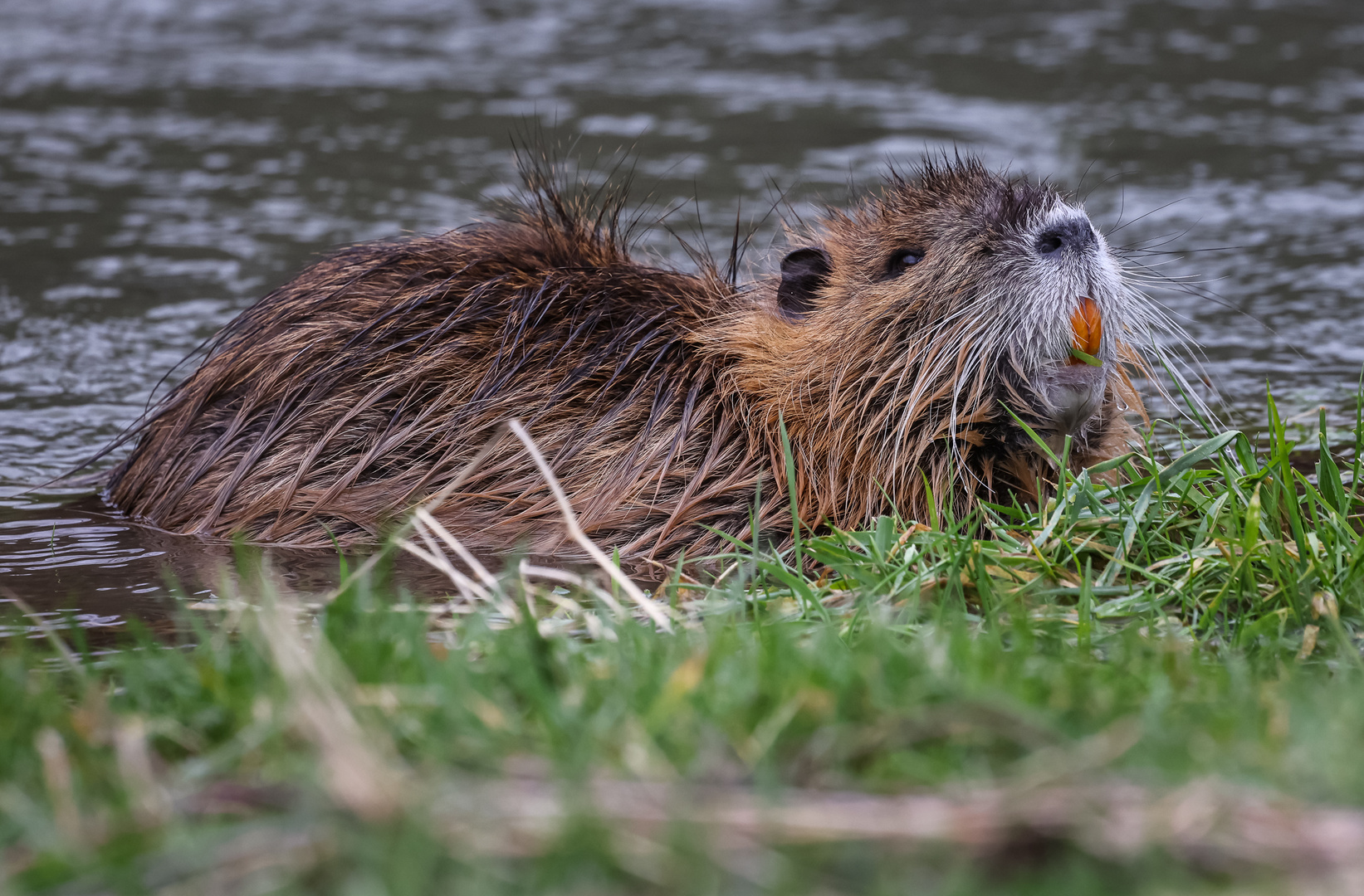 Die Ruhe weg hatte diese Nutria und ..... (2)