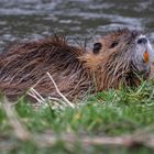 Die Ruhe weg hatte diese Nutria und ..... (2)