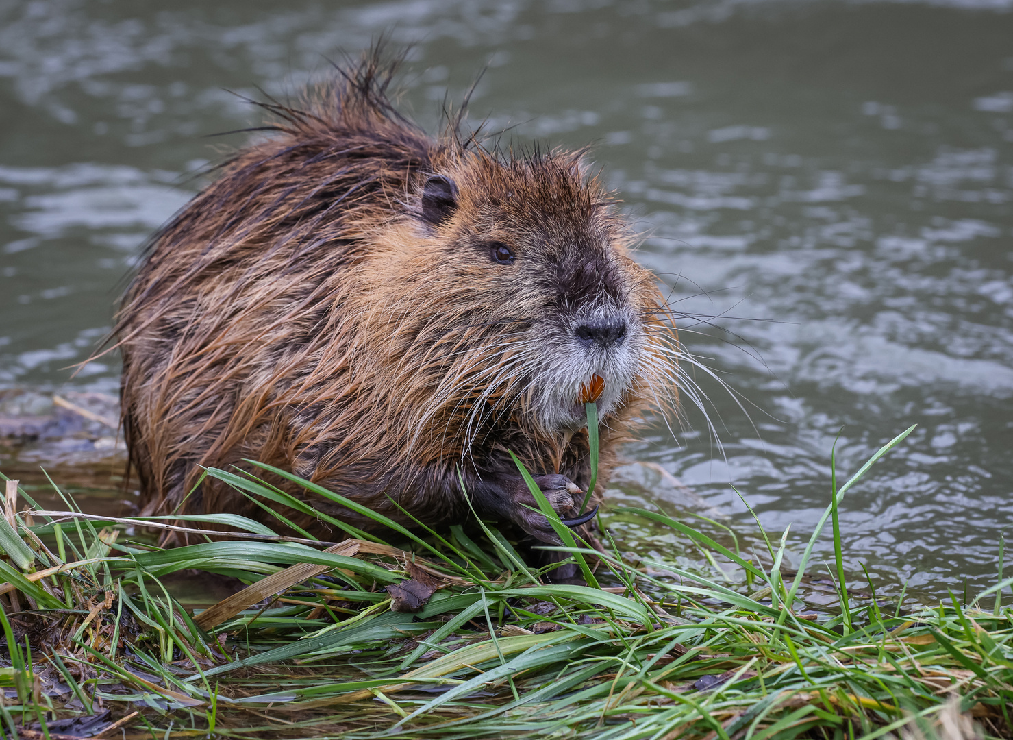 Die Ruhe weg hatte diese Nutria und ....