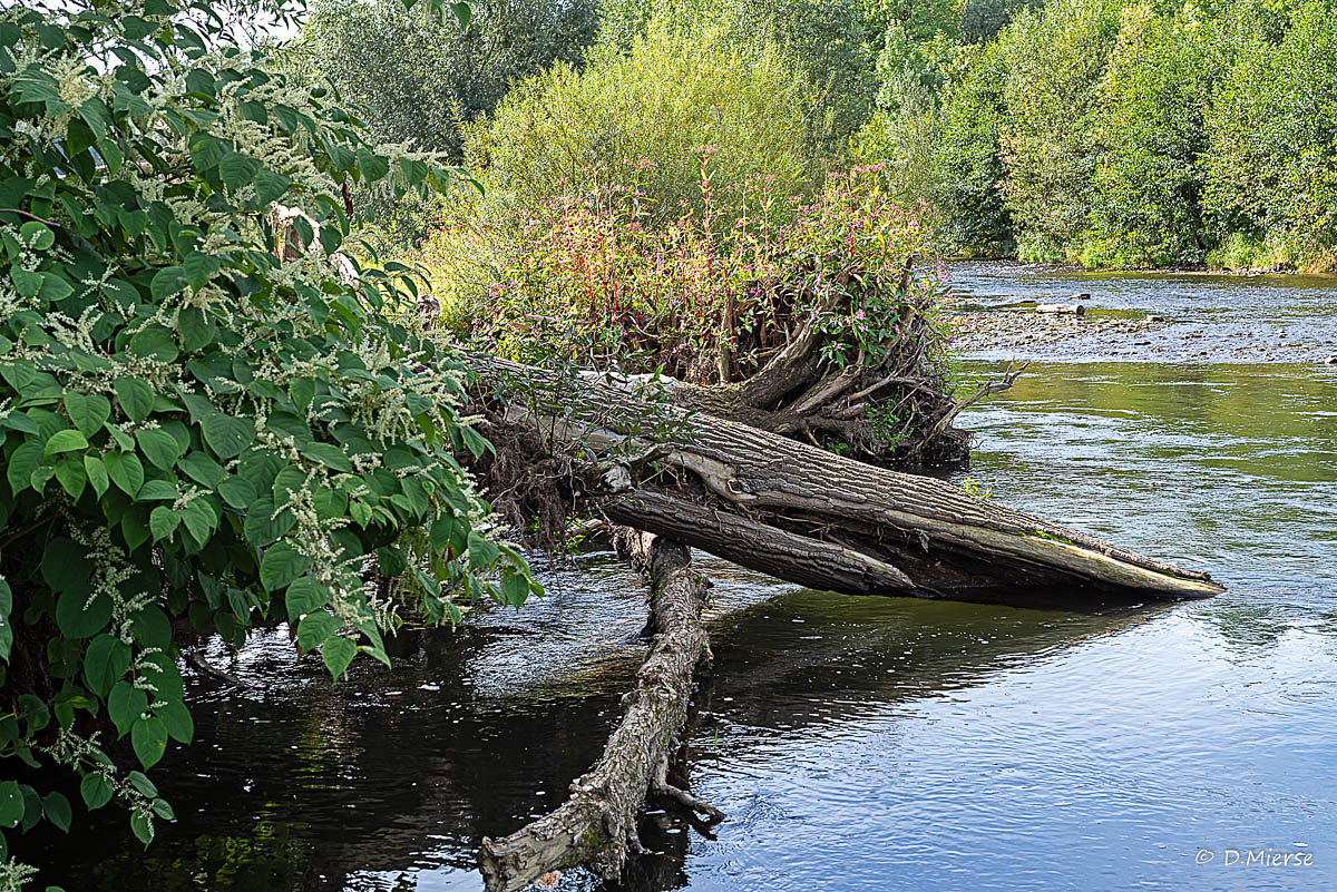 Die Ruhr in Neheim