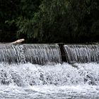 Die Ruhr in Niedereimer