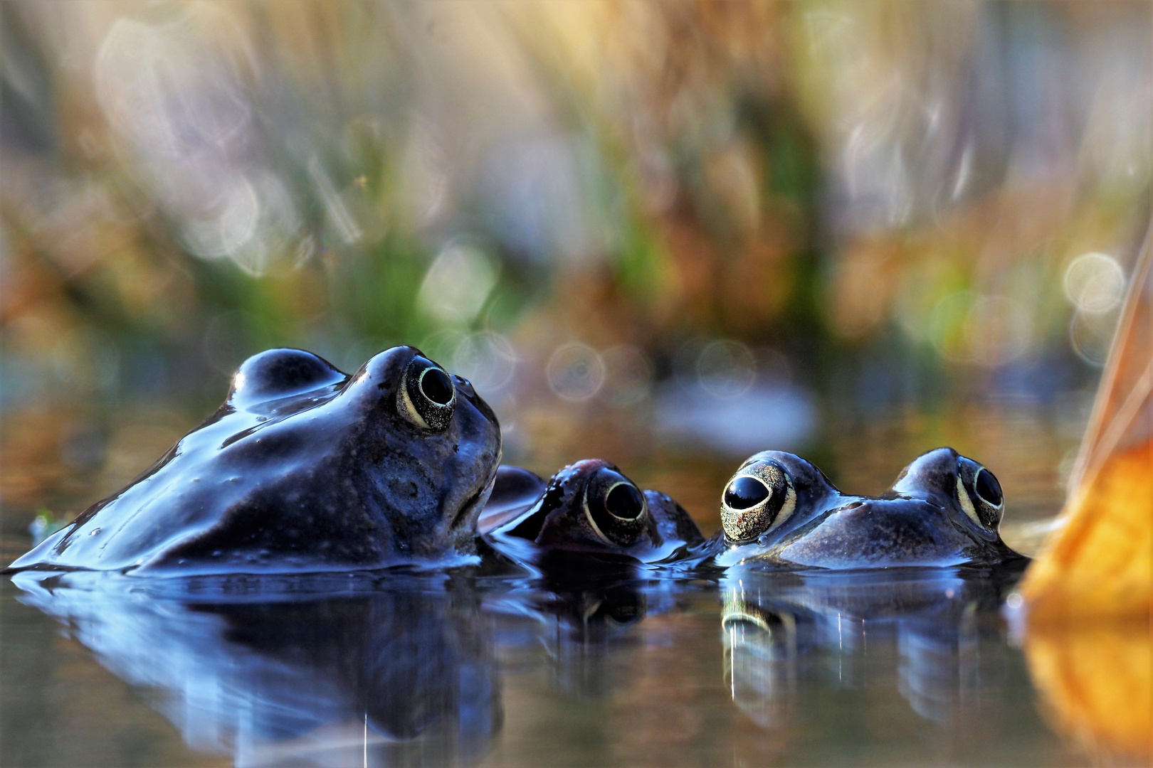 Die Runde - Smalltalk im Teich