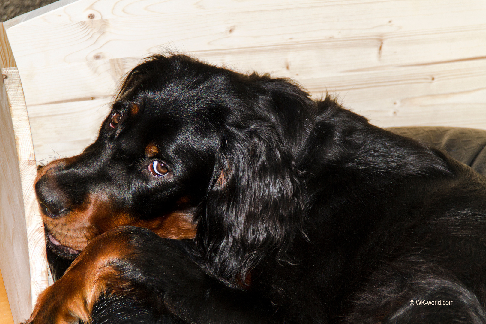 Die Rundung der Hundebettumrandung ...