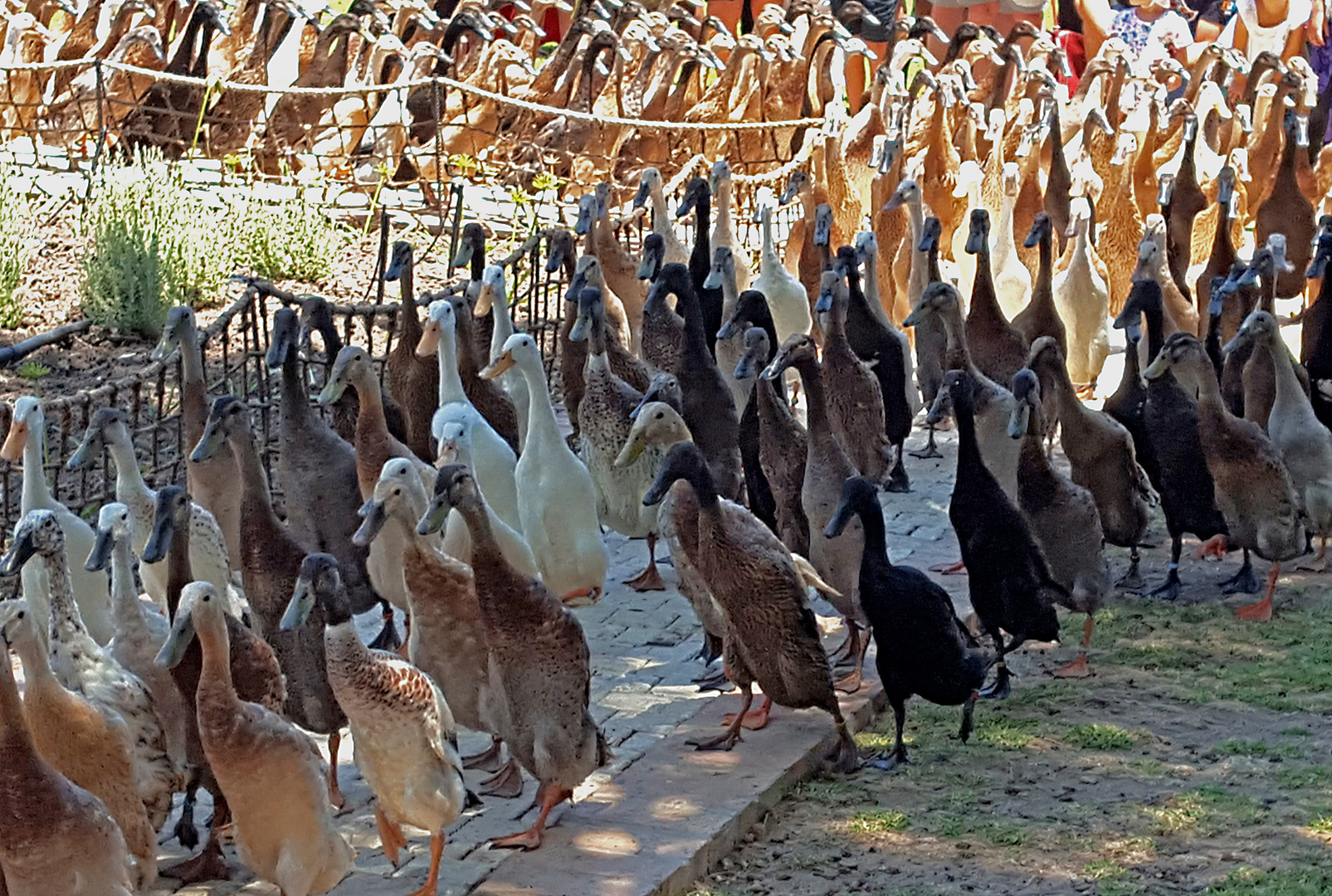 Die Runner Ducks von Vergenoegd Foto & Bild natur, südafrika, weingut