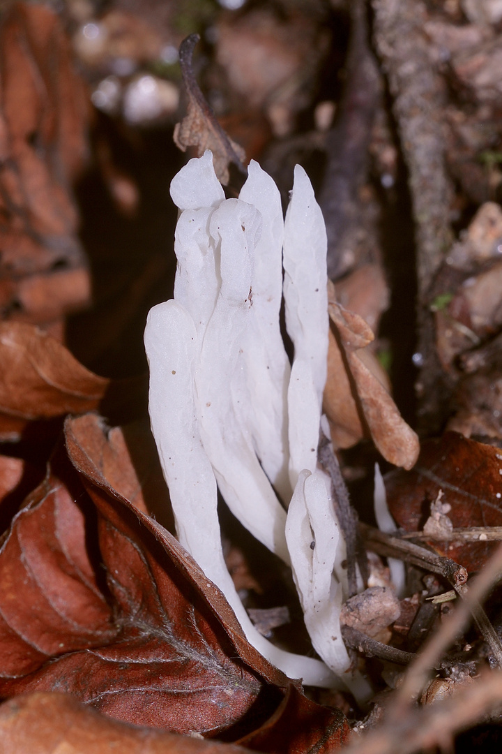 Die Runzelige Koralle (Clavulina rugosa)