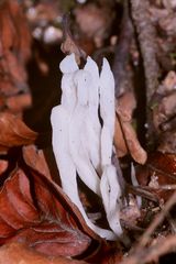 Die Runzelige Koralle (Clavulina rugosa)