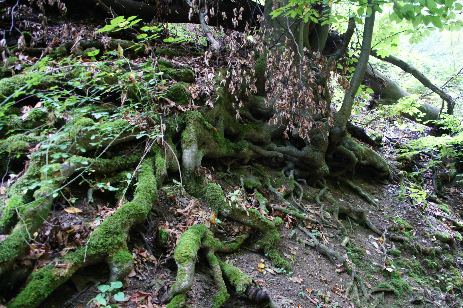 Die Ruppertsklamm bei Lahmstein.