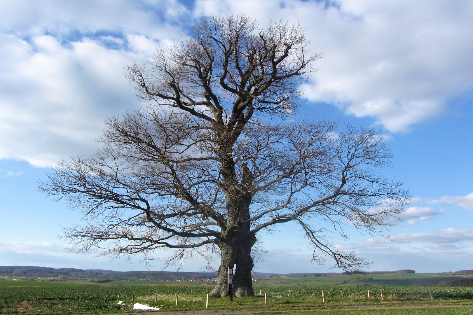 Die Russeneiche oberhalb von Rehbach im Odenwald ist Naturdenkmal.