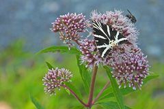 Die (Russischen) Bären sind auch 2024 mal wieder los 01