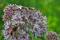 Die (Russischen) Bären sind auch 2024 mal wieder los 02