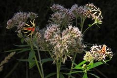 Die (Russischen) Bären sind auch 2024 mal wieder los 03