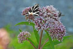 Die (Russischen) Bären sind auch 2024 mal wieder los 04